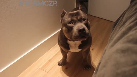 Look at this Cute American Bully