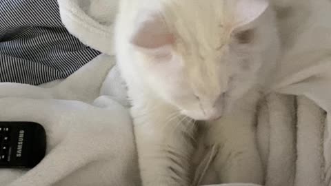 Cat gives the best massage