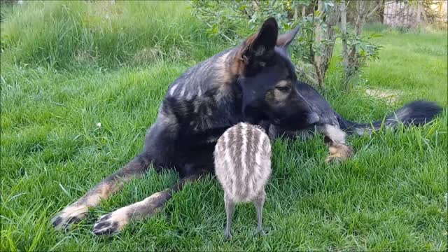 Friendship Between Dog And Emu Proves Love Has No Boundaries