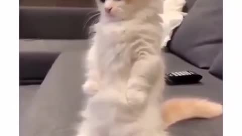 What is this cat thinking!?