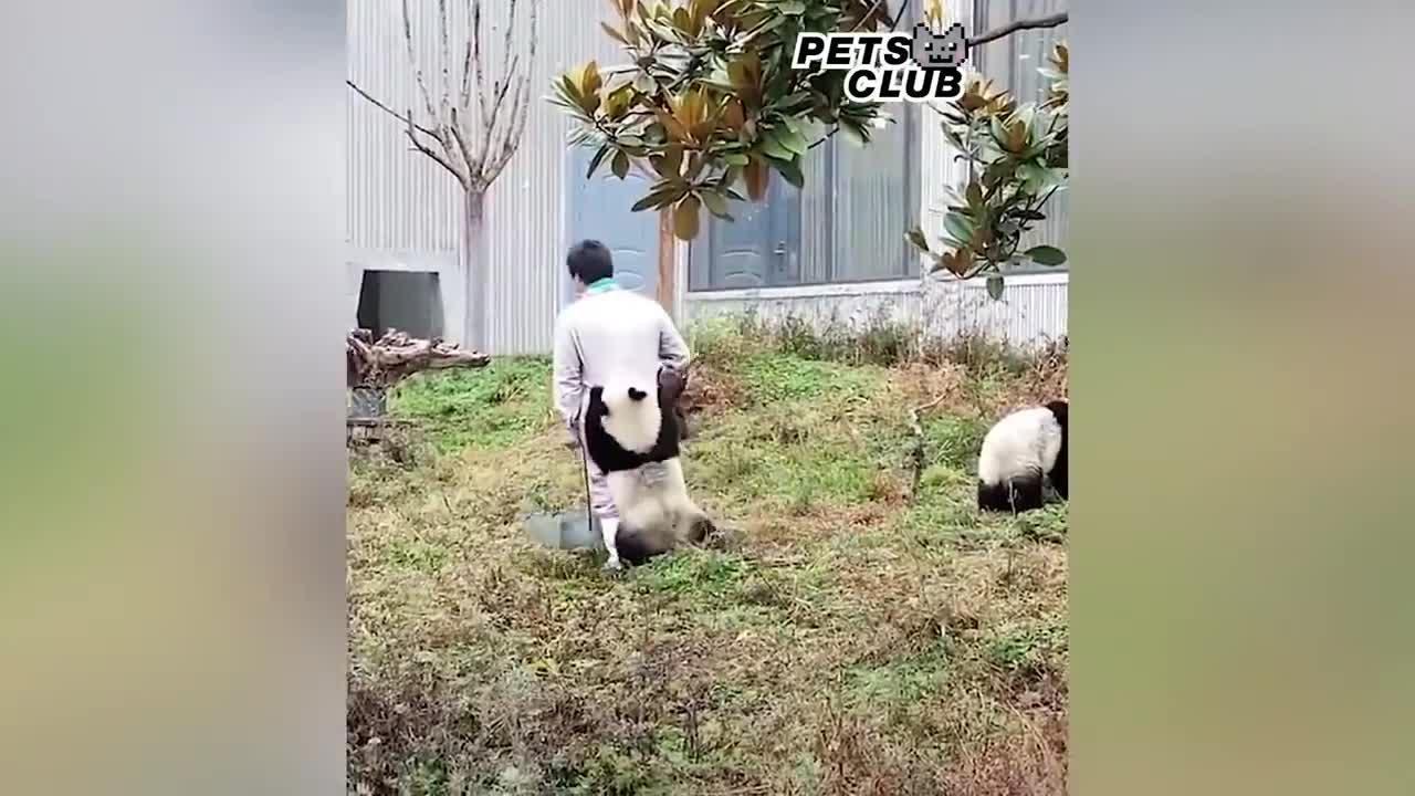 Panda Teamwork - Aww Cute Panda - Funniest Animals Compilation