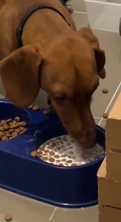 Dog must have seen people eating cereal 😂