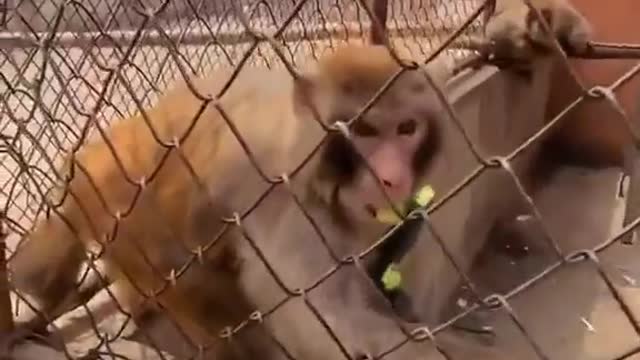 Funny Monkey Video Hd Quality New Animals Video 2022 #shorts