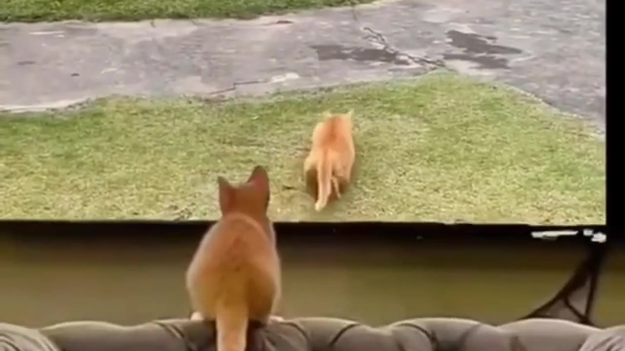 Cat funny video 🤣 #15