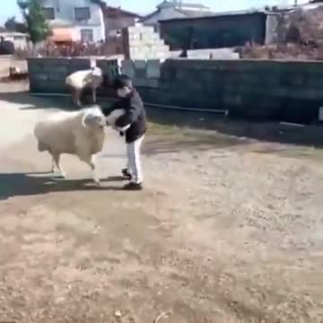 The child trains the sheep to butt a soccer ball