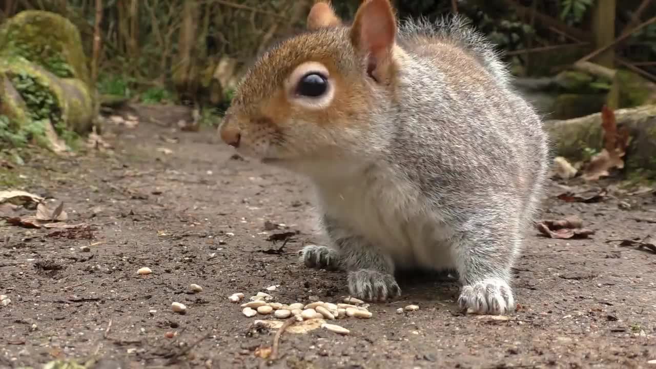Videos für Katzen Zum Spielen