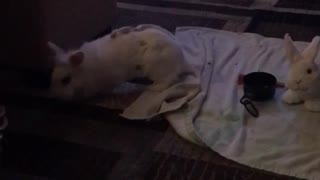 White bunny jumping around in living room