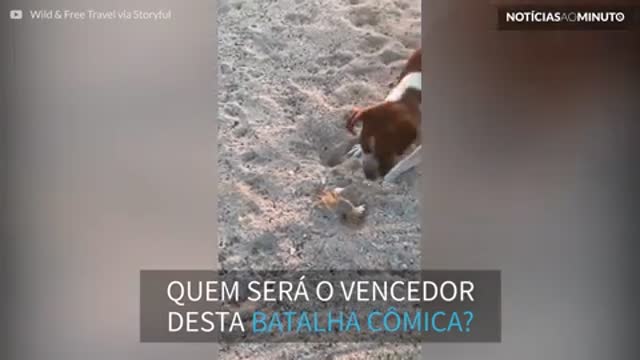 Cão e siri travam batalha cômica em praia no México