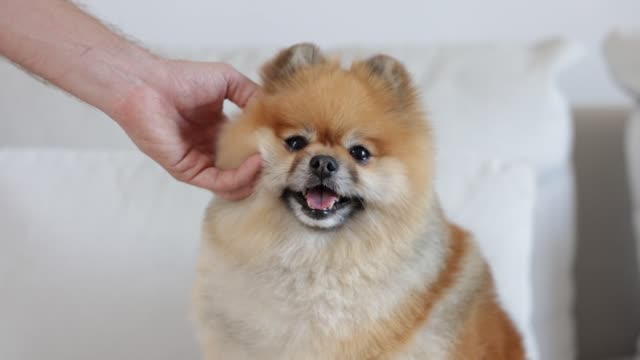 A Person Petting a Dog