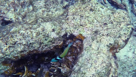 Caribbean Bluehead Wrasse