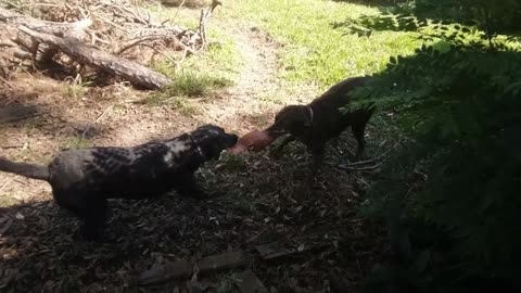 Girls Tug-O-War