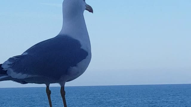 Bello ucello