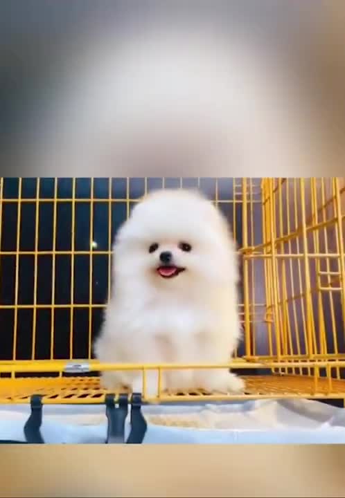 POMERANIAN THE CUTEST DOG EVER- dog compilation 🥰 😍😍