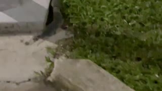 Shrew Family on the Move