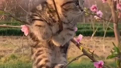 #Animal