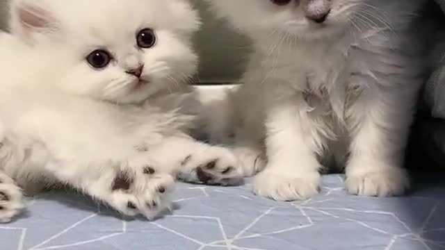 Aww Cute Baby Cat Video Funny