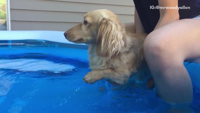 Blonde dog paddles above water above ground pool