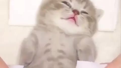 Cat enjoying with massage