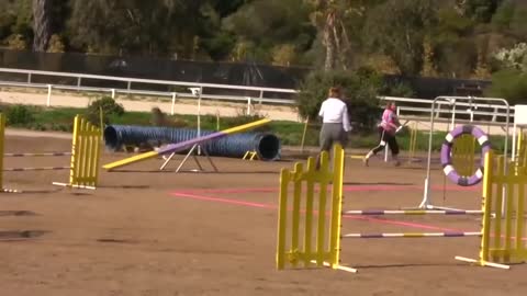 Dogs love to run, agility competitions bought that