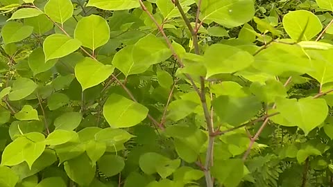 Bamboo