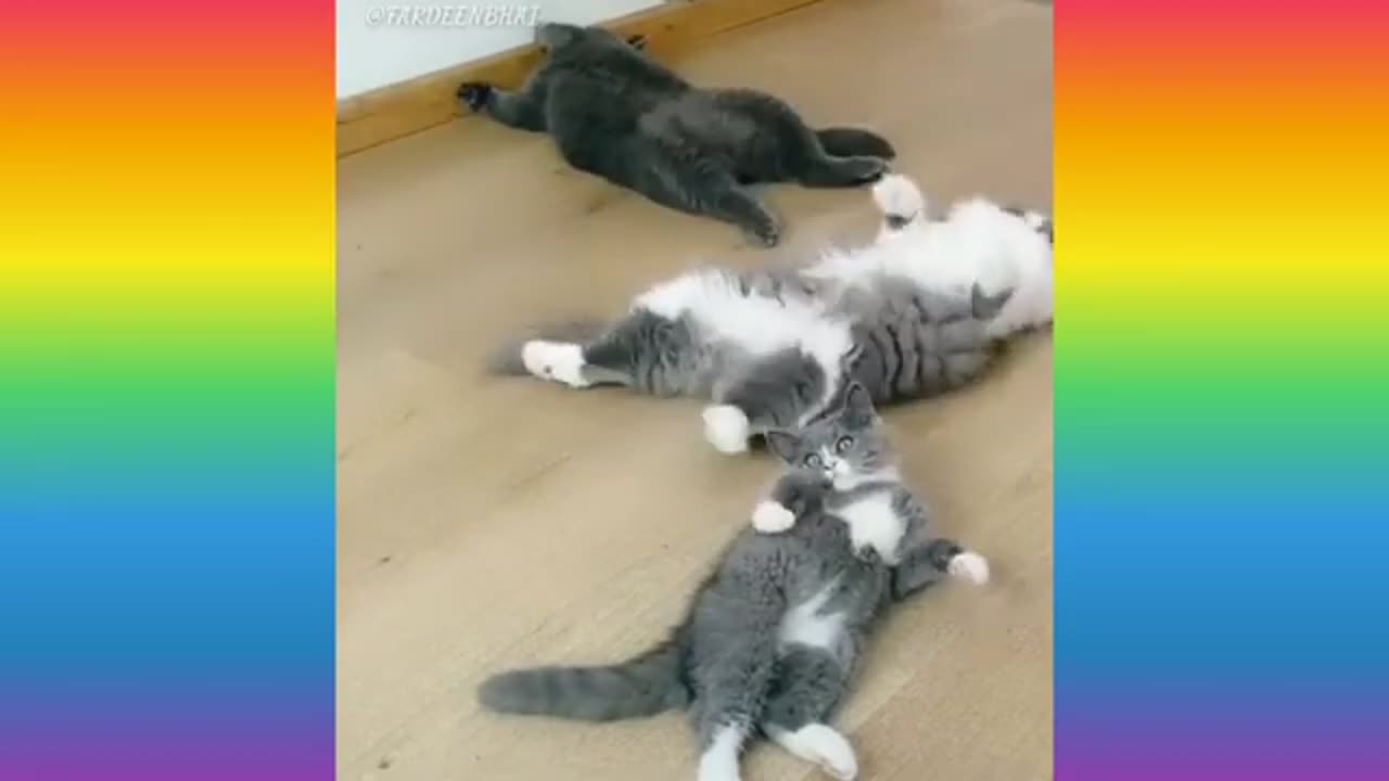 Cute cat video|whatsapp status|Cute cat