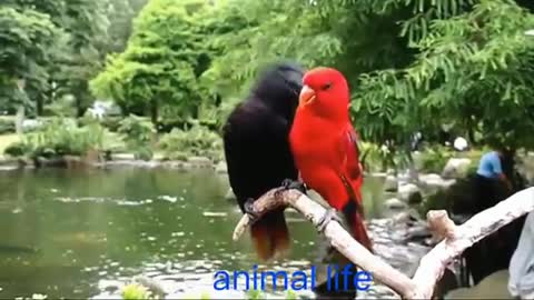 Cute birds (Love Animals)