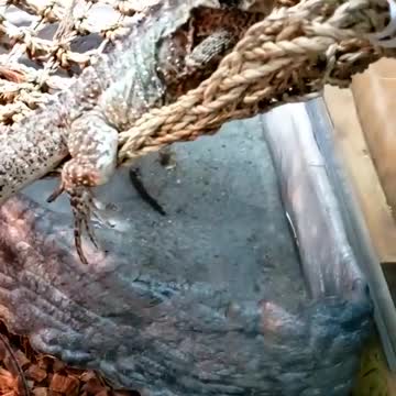 Australian Water Dragon aka Intellagama lesueurii (formerly Physignathus lesueurii)