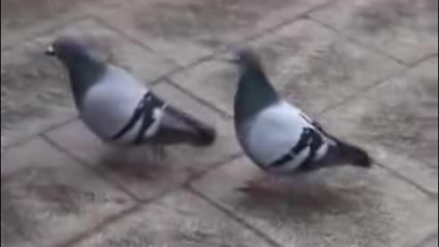 WATCH :Cute And Funny Pets Try Not To Laugh 😂