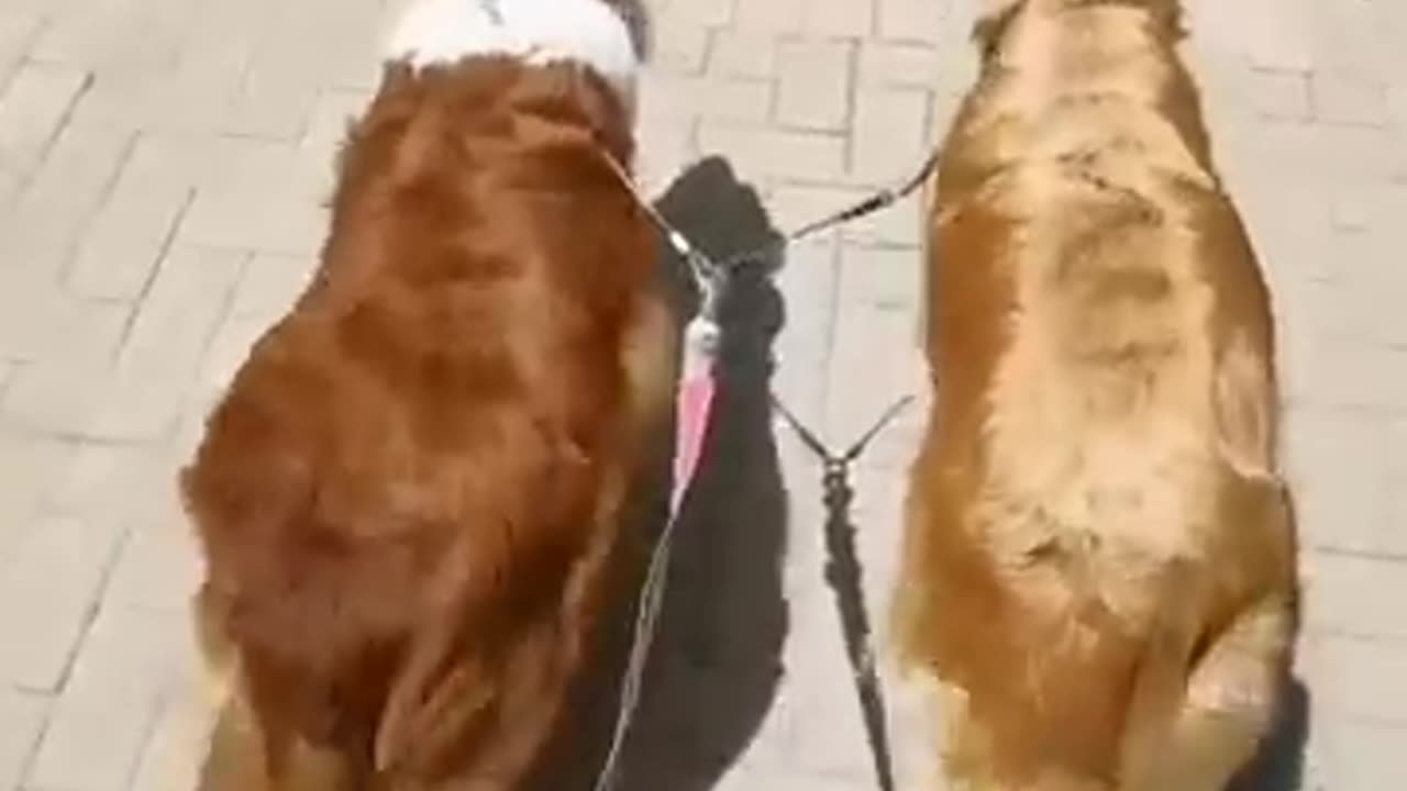 Dog&cat funny videos 😆😁😂
