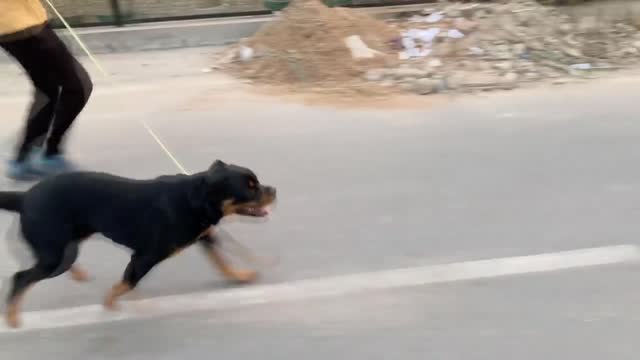 ADULT ROTTWEILER ATTACK ON SMALL ROTTWEILER | THOR Morning Walk