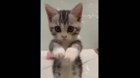 the funniest and most cute pet videos