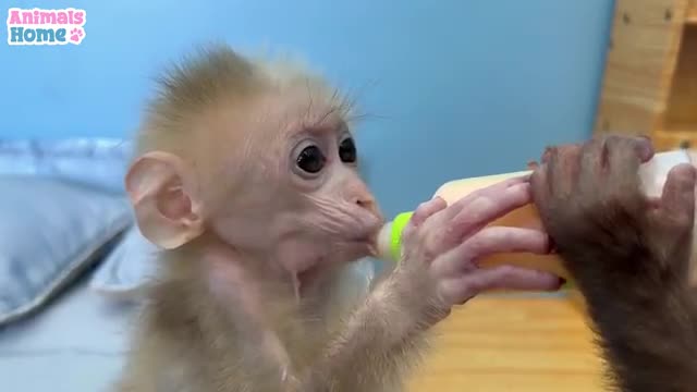 BiBi helps dad take care of baby monkey OB