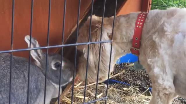 Dog and bunny meet at a farm