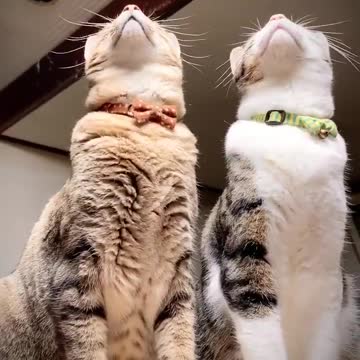 When a fly flew into the house