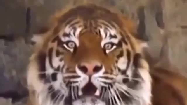 TIGER REAL ROARING VIDEO