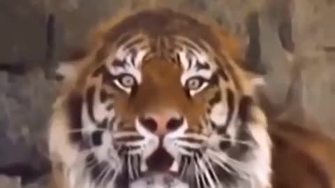 TIGER REAL ROARING VIDEO