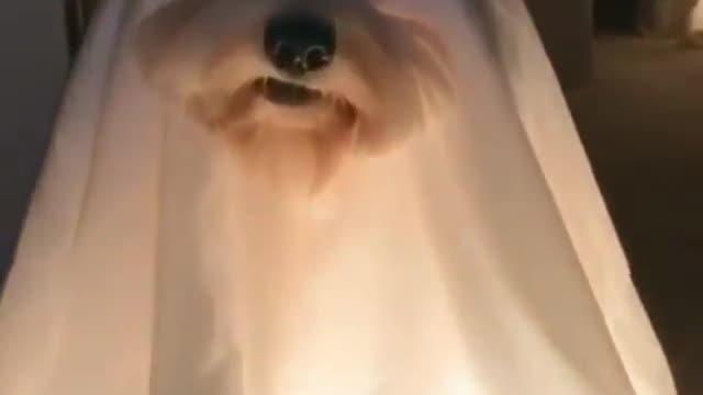 Ghost Dogs | It’s that time of year again... 👻👻 if these two appeared in your home at night? 😱