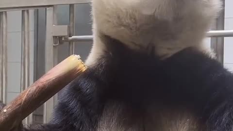 panda eats bamboo