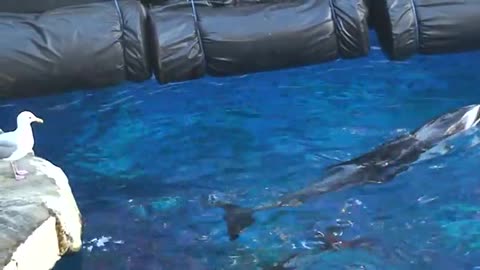 Funniest animal video: dolpin tricks seagull