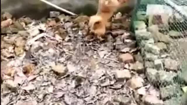 Watch this animals fight like wrestlers and soldiers can’t stop laughing really funny