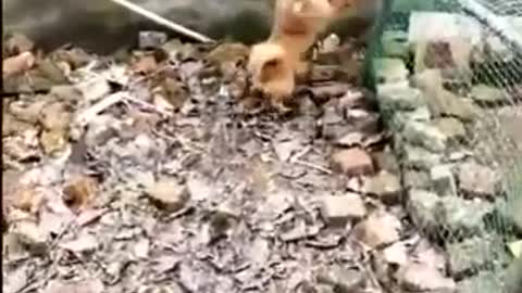 Watch this animals fight like wrestlers and soldiers can’t stop laughing really funny