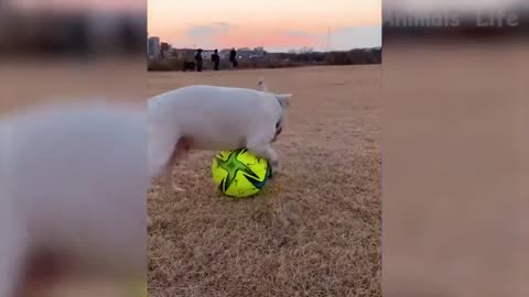 03 Best Funny Animal Videos 2022 😺 Funniest Cats And Dogs Videos 😍😇