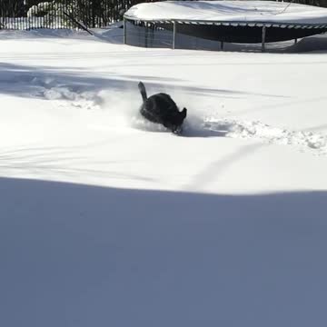 A tired puppy is a happy puppy