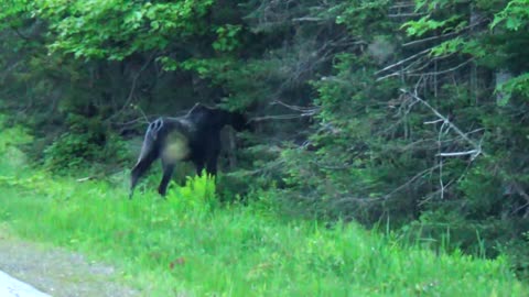 Moose