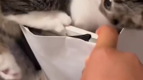 Hungry Cat Reaction videos trending shorts