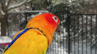 Parrot experiences snow!