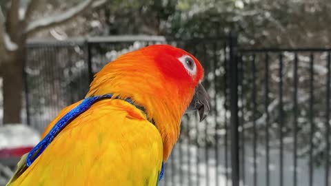 Parrot experiences snow!