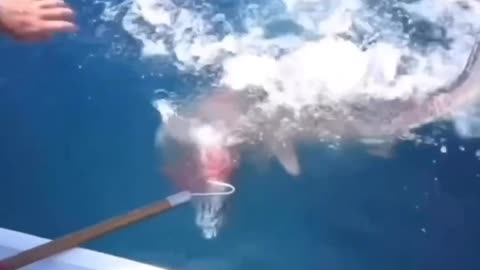 Shark Attack Encounter 2023 #attack #killer #shark #killerwhale