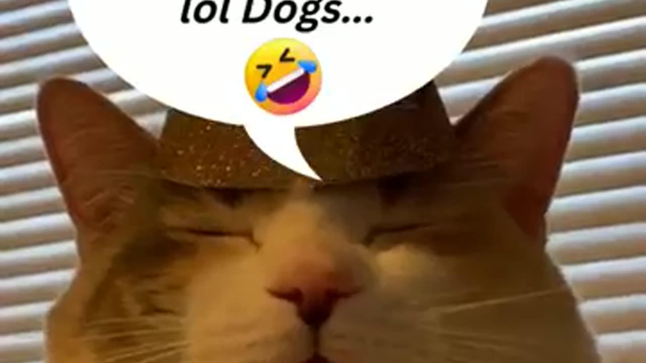 Best#cat#funny#video#trending#viral#sort