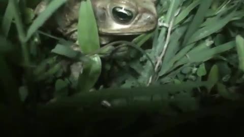 Small frog filmed at night in the grass, it let me record and didn't run away [Nature & Animals]